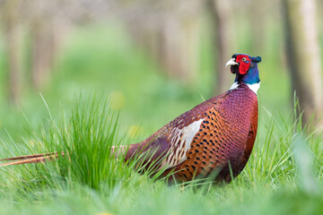 Portrait of a male pheasant (phasianus colchicus) in a meadow