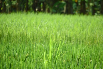 Paddy fields in india. Rice