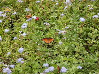 butterfly on a flower
