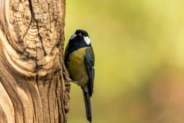 Parus major in the Andalusian pasture, on old wood