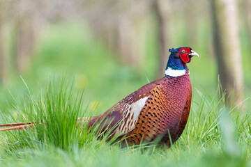 Portrait of a male pheasant (phasianus colchicus) in a meadow