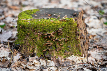 Fungus on a tree stump covered with moss in a spring forest