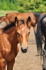 Obraz premium Portrait of a bay foal in the herd in summer paddock