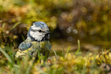 The Eurasian blue tit Cyanistes caeruleus. In the wild