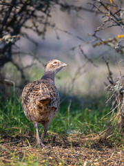 Portrait Ringneck Pheasant, Phasianus colchicus. Female. In the wild