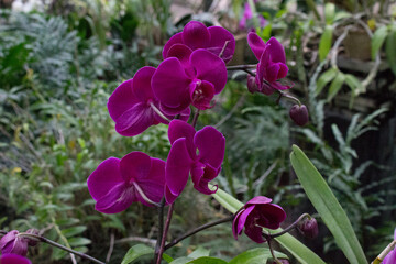 Pink orchid flowers in the summer garden