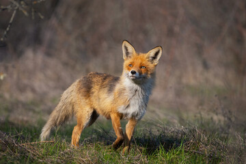 Naklejka na ściany i meble Portrait of a red fox Vulpes vulpes