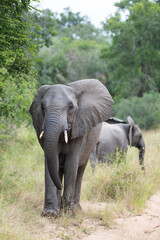 African Elephants seen on a safari in South Africa