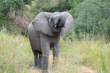 Fototapeta premium An African Elephant seen on a safari in South Africa