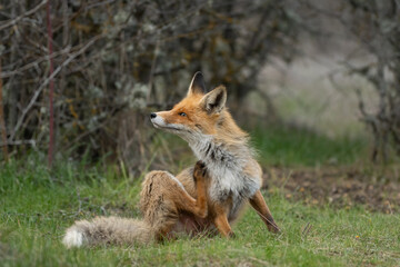 Naklejka na ściany i meble Red fox Vulpes vulpes in the habitat