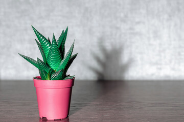 Popular houseplant Aloe aristata in a plastic pot on a wooden table. Aloe aristata is a genus of evergreen flowering perennial plant in family Asphodelaceae. Copy space