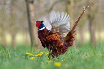  Portrait of a male pheasant (phasianus colchicus) flapping it's wings