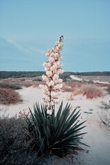 Flower on the beach