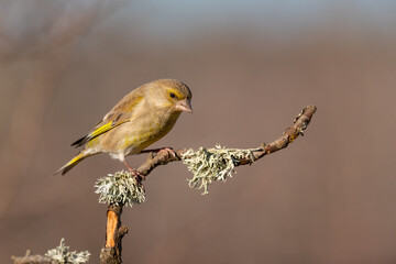 European greenfinch Chloris chloride or common greenfinch is a small songbird