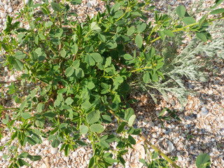 A bush of green grass grows on shells and sand.