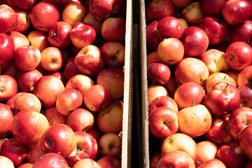 red apples in boxes on the market