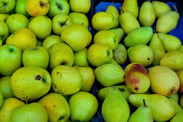 green apples and pears on the counter
