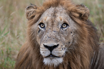 Fototapeta na wymiar A Male Lion seen on a safari in South Africa