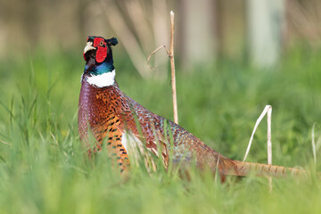 Portrait of a male pheasant (phasianus colchicus) in a meadow