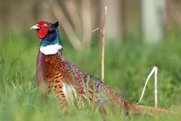 Fototapeta premium Portrait of a male pheasant (phasianus colchicus) in a meadow