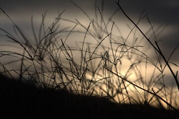 Obraz premium Pasto en el atardecer