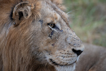 A Male Lion seen on a safari in South Africa