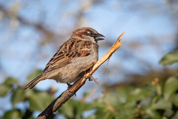 common sparrow