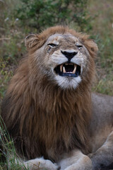 A Male Lion seen on a safari in South Africa