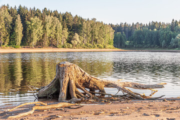 stumps of dead trees on the shore of a forest lake