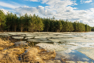 Fototapeta na wymiar Cracked ice melts under the sun on a forest lake. Swampy forest area with yellow dry grass. Spring landscape with forest pond