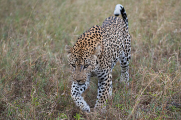 A male Leopard seen patrolling his territory on a safari in South Africa