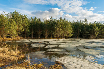 Fototapeta na wymiar Cracked ice melts under the sun on a forest lake. Swampy forest area with yellow dry grass. Spring landscape with forest pond