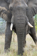 Fototapeta na wymiar An African Elephant seen on a safari in South Africa