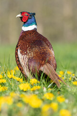 Portrait of a male pheasant (phasianus colchicus) in a meadow