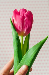 The hand of a young girl, woman, reaches for a flower of a young pink tulip  