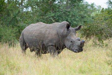 Fototapeta premium A de-horned White Rhino seen on a safari in South Africa