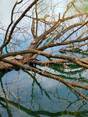 The turtle and the fallen tree