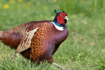 Portrait of a male pheasant (phasianus colchicus) in a meadow