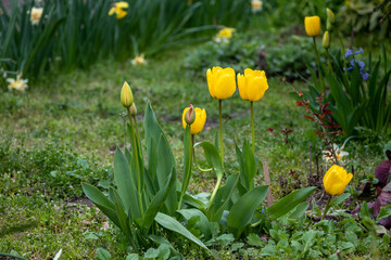 Yellow tulips in garden with blurry background.