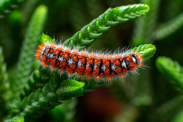 Macro shots, Beautiful nature scene. Close up beautiful caterpillar of butterfly  