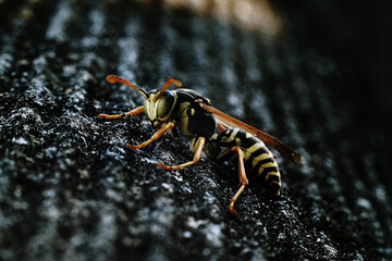 Wasp on the wall