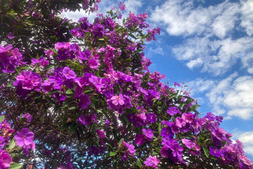 A Brazilian Glorytree in full bloom. Purple flowers and blue sky. Tibouchina granulosa