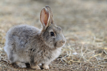 young gray domestic rabbit on a blurred background with hay. Selective focus. Copy space for text