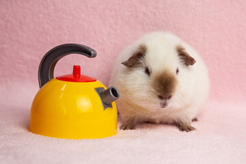 guinea pig, on a pink background next to, with a yellow teapot, teapot with a red lid