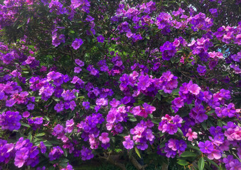 A purple Princess-flower tree in full bloom growing in a garden. Tibouchina urvilleana