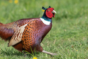 Portrait of a male pheasant (phasianus colchicus) in a meadow