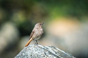 Common redstart isolated on blurred background