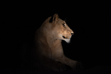 A female Lion seen on a safari in South Africa