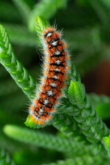 Macro shots, Beautiful nature scene. Close up beautiful caterpillar of butterfly  