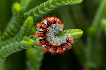 Macro shots, Beautiful nature scene. Close up beautiful caterpillar of butterfly  
